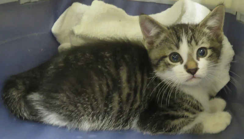 A baby medium-sized male Tabby (Brown / Chocolate) Domestic Short Hair cat named Davie for adoption in Lexington, VA