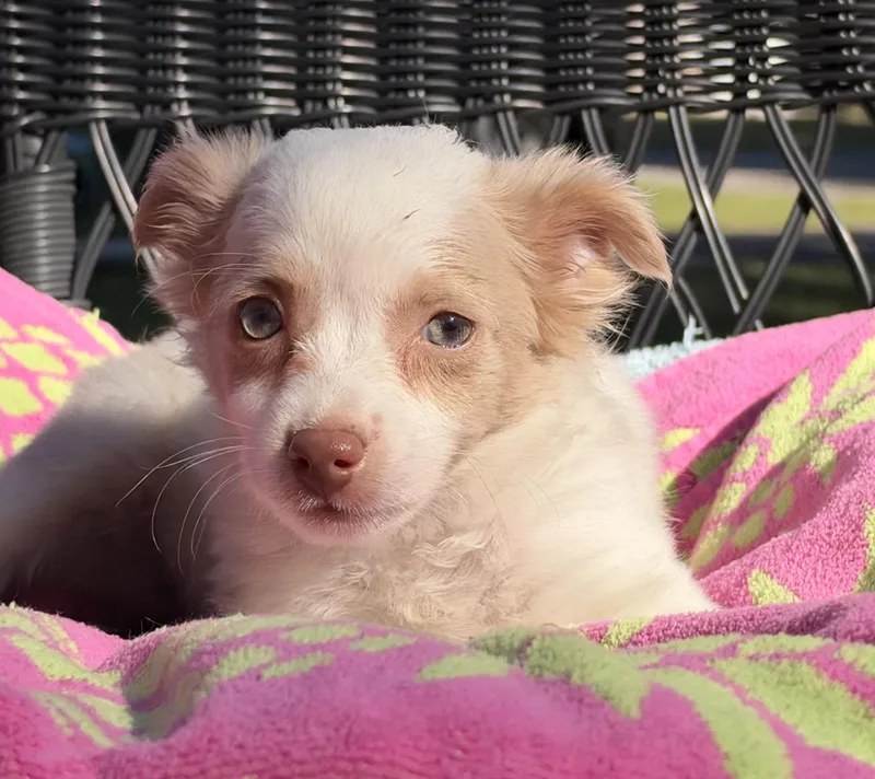 A baby small-sized female White / Cream Mixed Breed dog named Truly for adoption in Mt Pleasant, SC