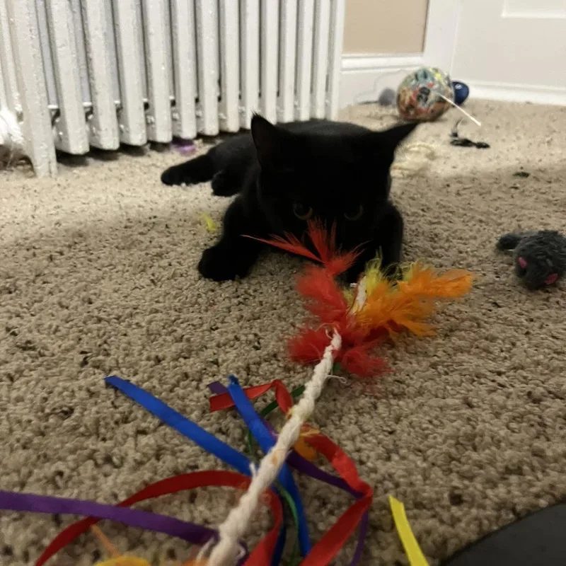 A baby small-sized female Black Domestic Short Hair cat named Anastasia for adoption in Minneapolis, MN