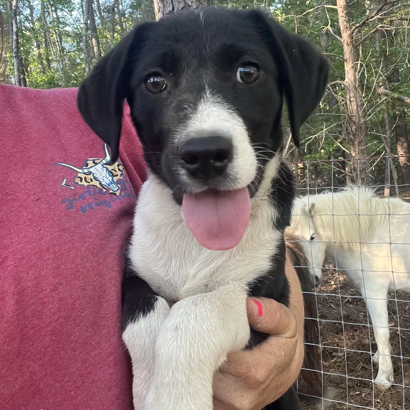 A baby medium-sized female White / Cream German Shorthaired Pointer dog named Ruby for adoption in Rock Hill, SC