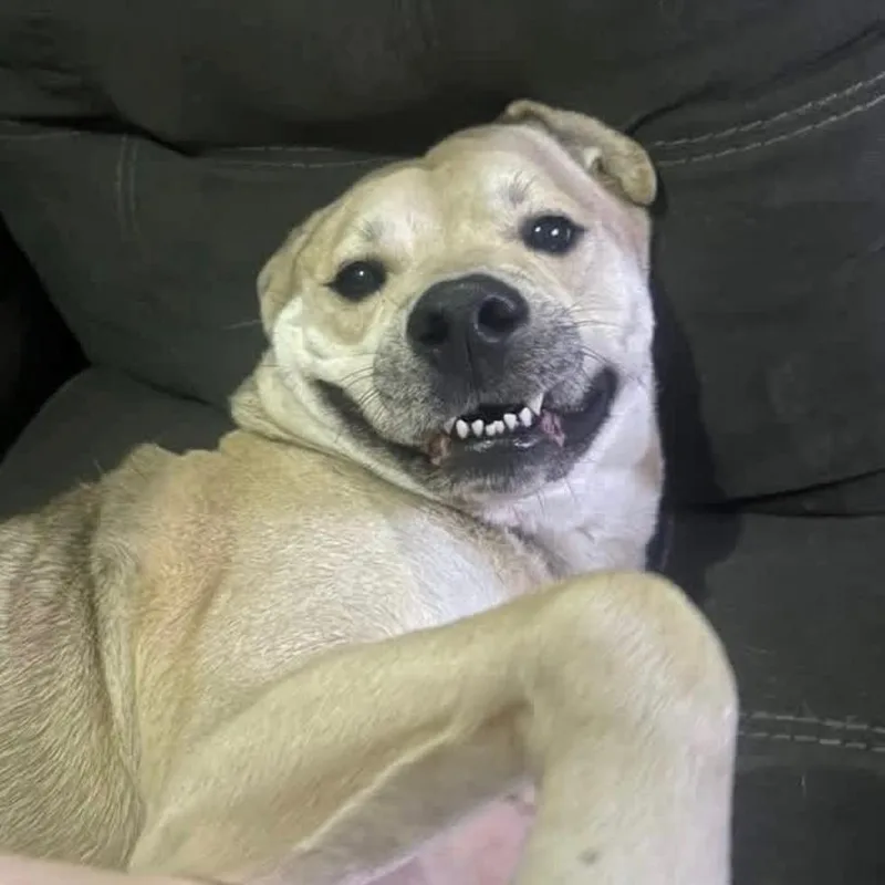 An adult medium-sized male Yellow / Tan / Blond / Fawn Mixed Breed dog named Sparky for adoption in Huntsville, AL