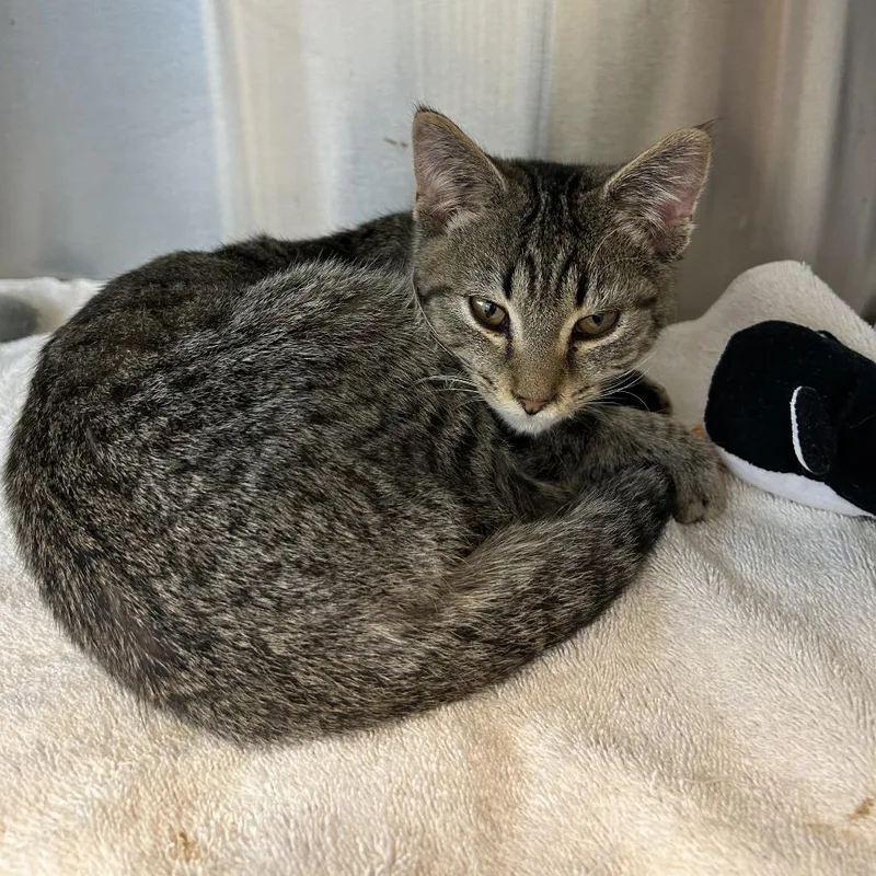 A young small-sized male Brown / Chocolate Domestic Short Hair cat named Romeo for adoption in Washington Township, OH