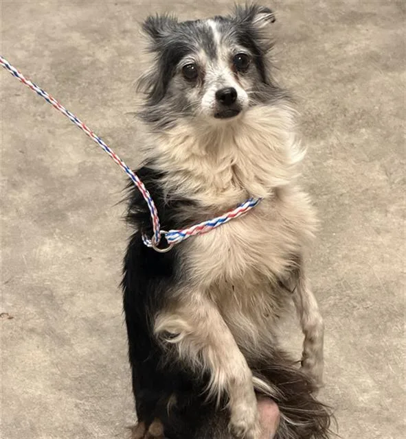 An adult small-sized female Mixed Breed dog named Glory for adoption in Dallas, TX