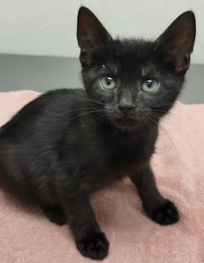 A baby small-sized male Domestic Short Hair cat named Donny for adoption in Eugene, OR