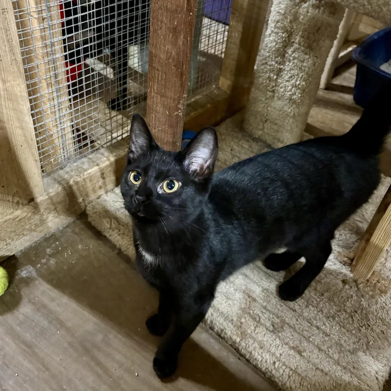 Mrs Pouncealot thumbnail 2