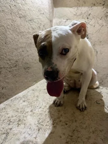 A young medium-sized female Mixed Breed dog named Asia for adoption in West Palm Beach, FL