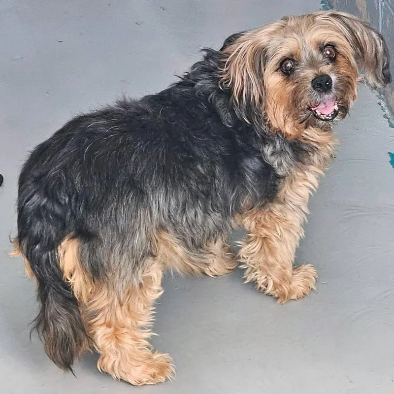 Bella Yorkie thumbnail 2