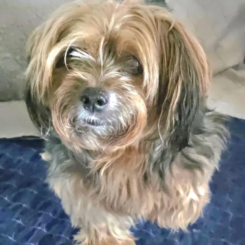 Bella Yorkie thumbnail 3