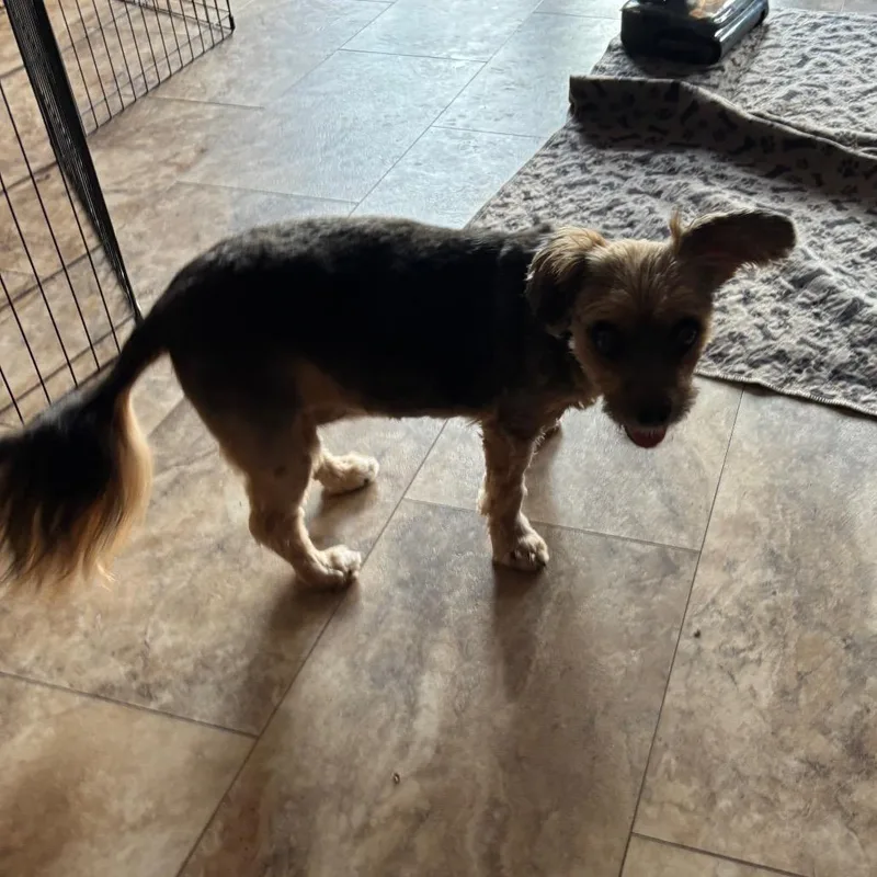 A senior small-sized female Yorkshire Terrier dog named Bella Yorkie for adoption in Tunkhannock, PA