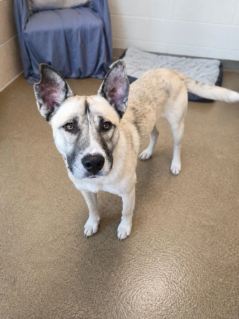 A young medium-sized male Mixed Breed dog named Harvey for adoption in Rome, GA