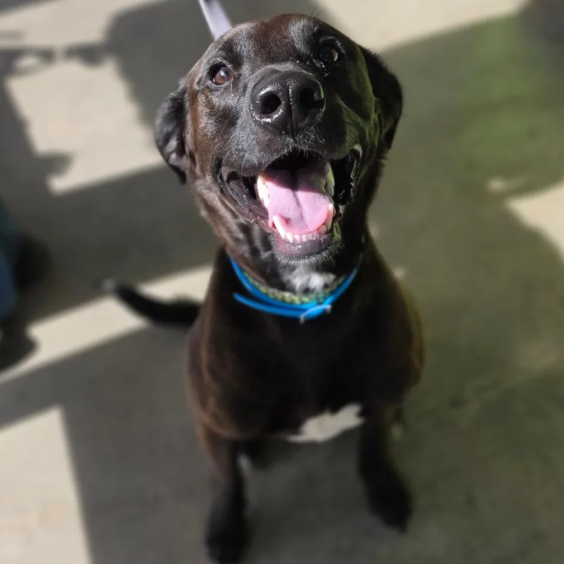 An adult medium-sized male Brown / Chocolate Terrier dog named Danny for adoption in Jefferson city, TN