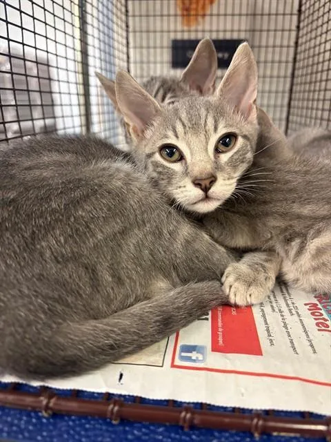 A baby small-sized male Domestic Short Hair cat named Dewey for adoption in Fort Lauderdale, FL