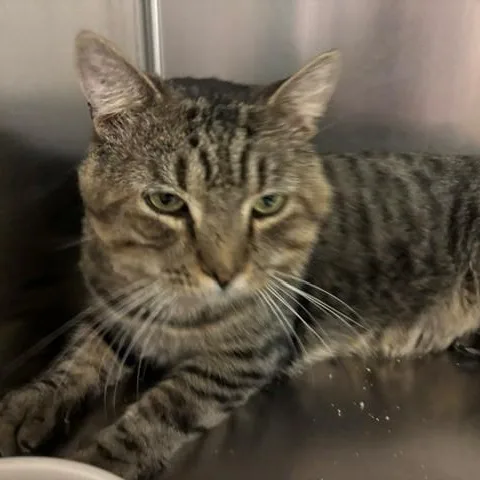 An adult large-sized male Tabby (Brown / Chocolate) Domestic Short Hair cat named Cronut for adoption in Braintree, MA