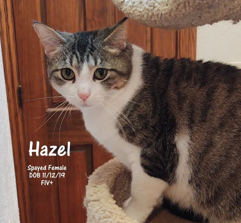 Hazel thumbnail 4