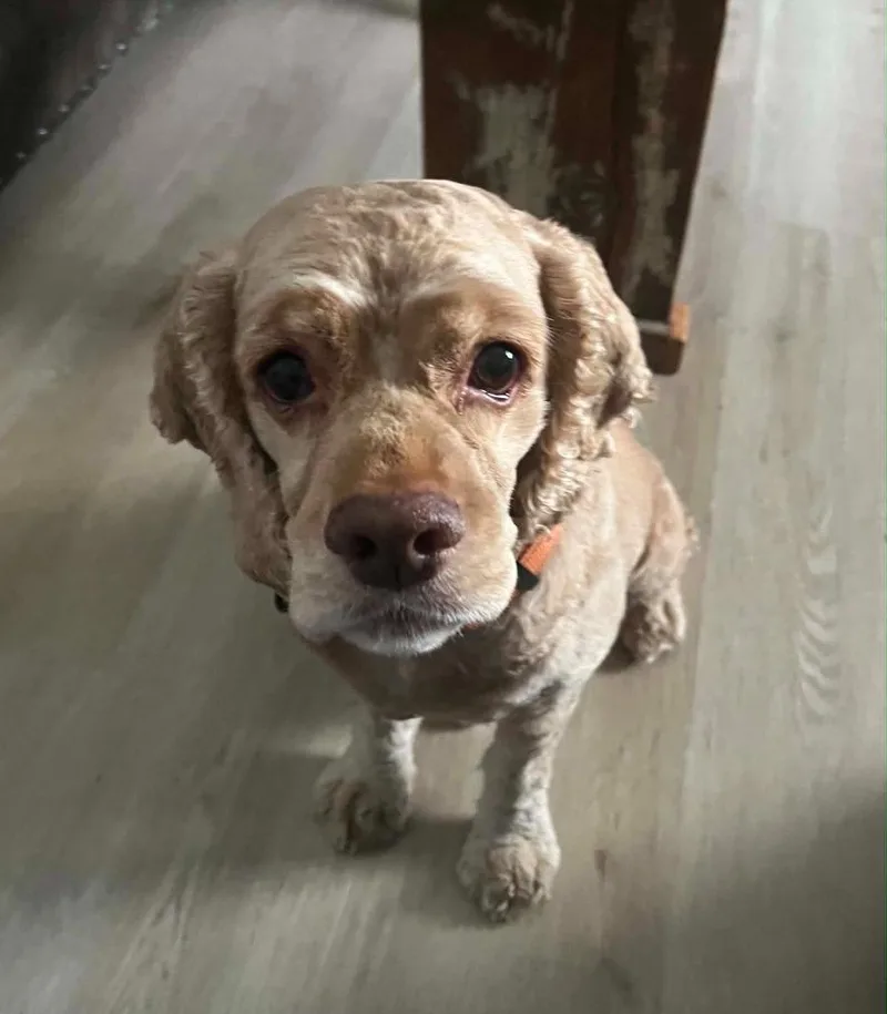 A senior small-sized male Cocker Spaniel dog named Bailee for adoption in Austin, TX