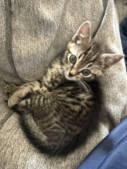 A baby small-sized male Domestic Short Hair cat named Worm for adoption in Fort Walton Beach, FL