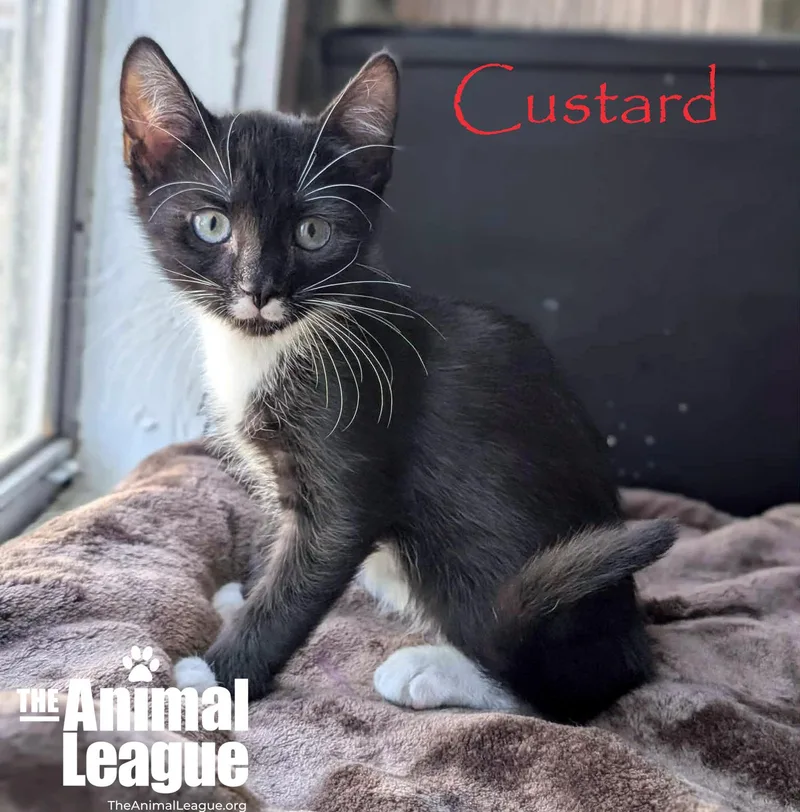 A baby medium-sized male Black & White / Tuxedo Domestic Short Hair cat named Custard for adoption in Groveland, FL