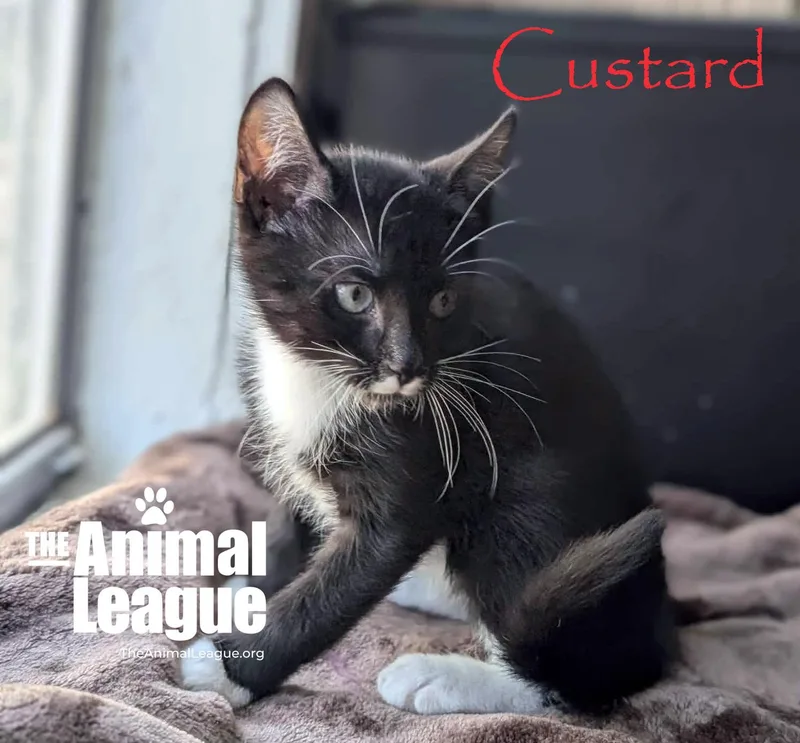 Custard thumbnail 2