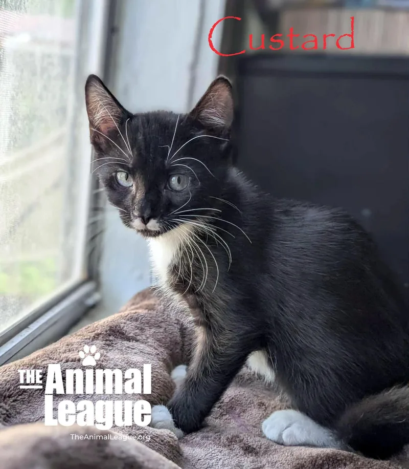 Custard thumbnail 3
