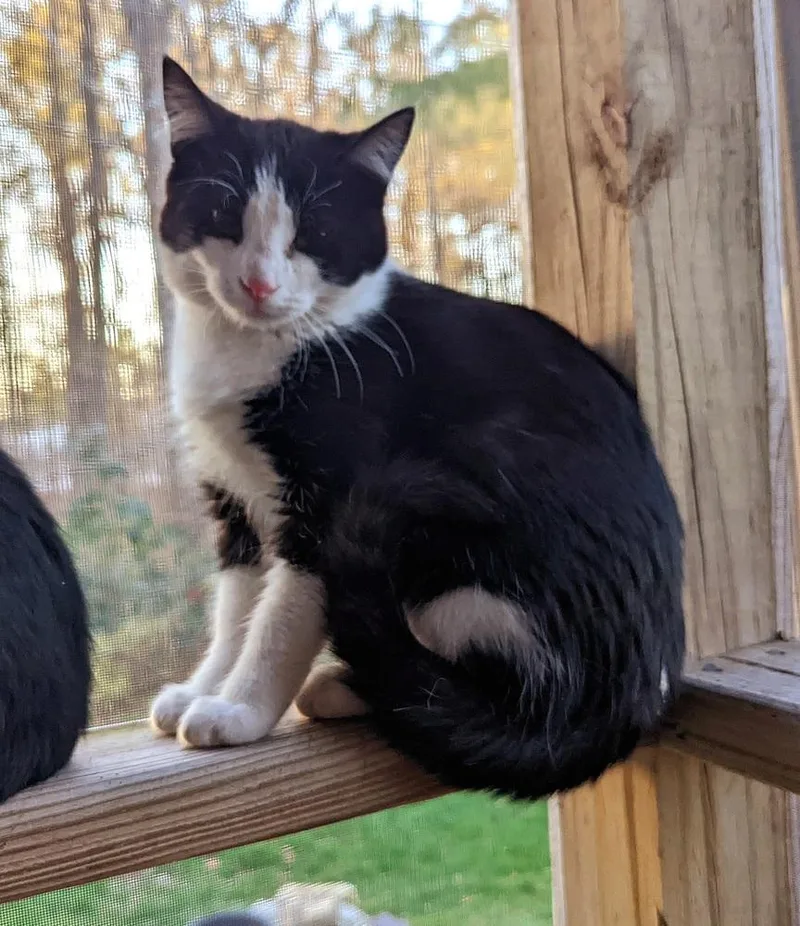 An adult small-sized female Domestic Short Hair cat named Bubbles for adoption in Virginia Beach, VA