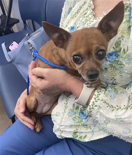 An adult medium-sized female Mixed Breed dog named Bambi for adoption in Dallas, TX