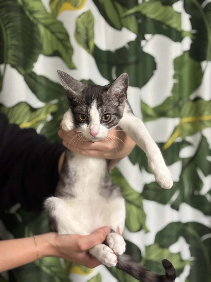A baby medium-sized female Black Domestic Short Hair cat named Knife And Fork for adoption in Los Osos, CA