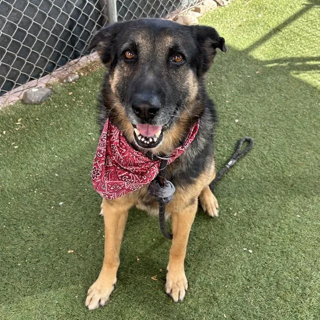 An adult large-sized male German Shepherd Dog dog named Cedric for adoption in Mesa, AZ
