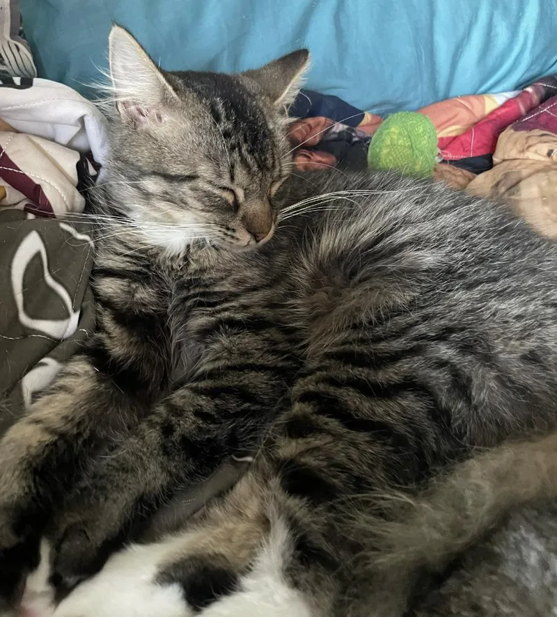 A young medium-sized male Domestic Short Hair cat named Blaze for adoption in St. Cloud, MN