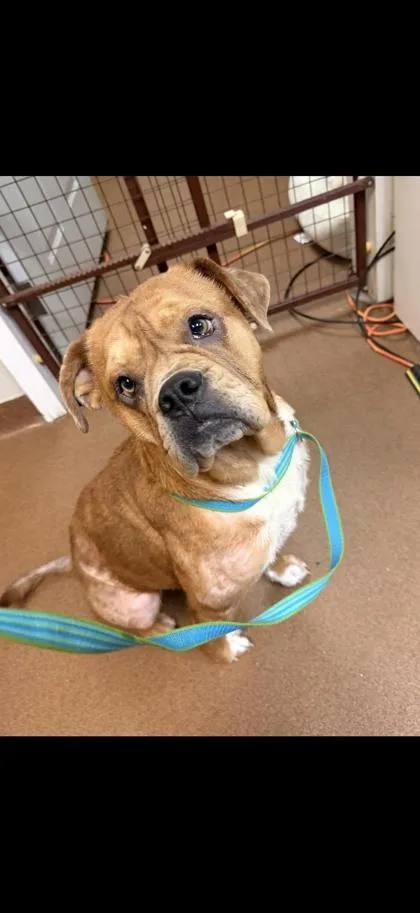 An adult medium-sized female Bulldog dog named Mary Jane for adoption in Winfield, KS