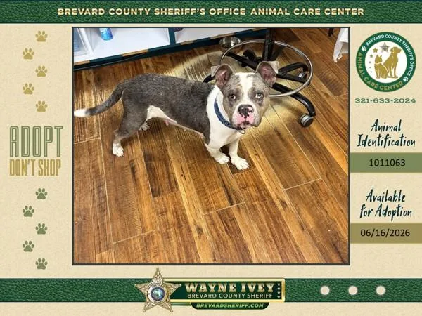 An adult medium-sized female Mixed Breed dog named Sapphire for adoption in Melbourne, FL