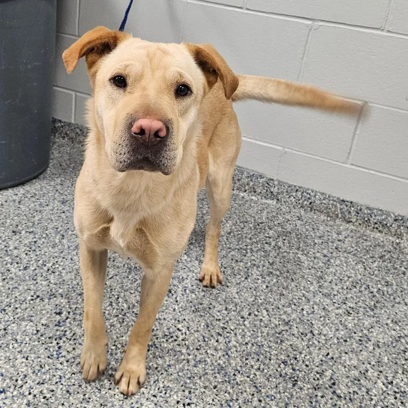 A young medium-sized female Yellow / Tan / Blond / Fawn Mixed Breed dog named Kenai for adoption in Greenville, SC