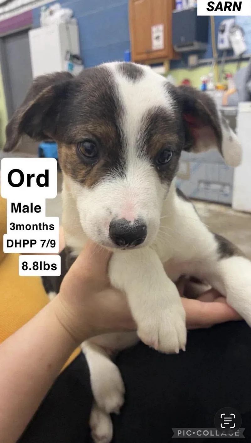 A baby medium-sized male Brindle Retriever dog named Ordie for adoption in Wonder Lake, IL