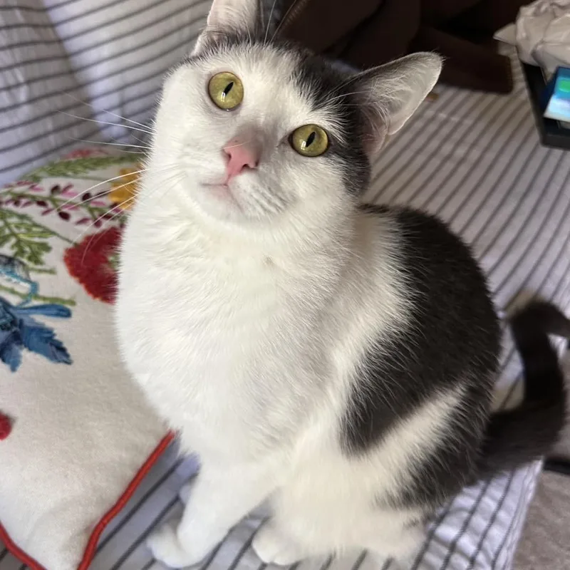 An adult medium-sized male Domestic Short Hair cat named Hall And Recess for adoption in Woodbury, NJ
