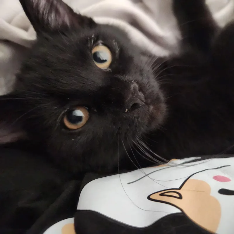 A young small-sized female Domestic Short Hair cat named Prada for adoption in Longmont, CO