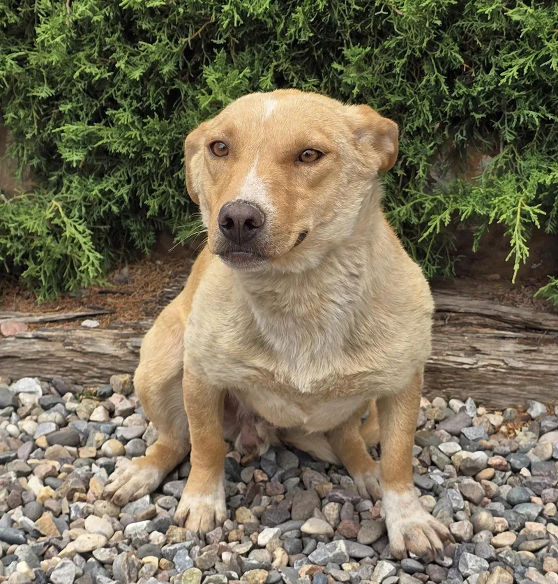 A young small-sized male Red / Chestnut / Orange Corgi dog named Magnanimous Lil Mr Mando for adoption in Albuquerque, NM
