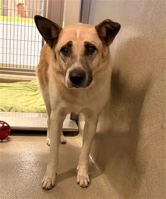 An adult large-sized female German Shepherd Dog dog named Unknown for adoption in Rancho Cucamonga, CA
