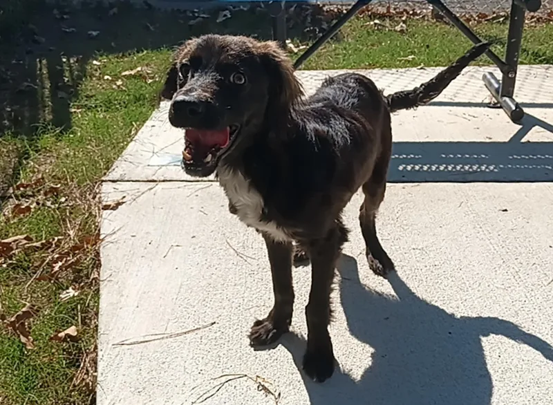An adult small-sized male Mixed Breed dog named Jake for adoption in North Little Rock, AR