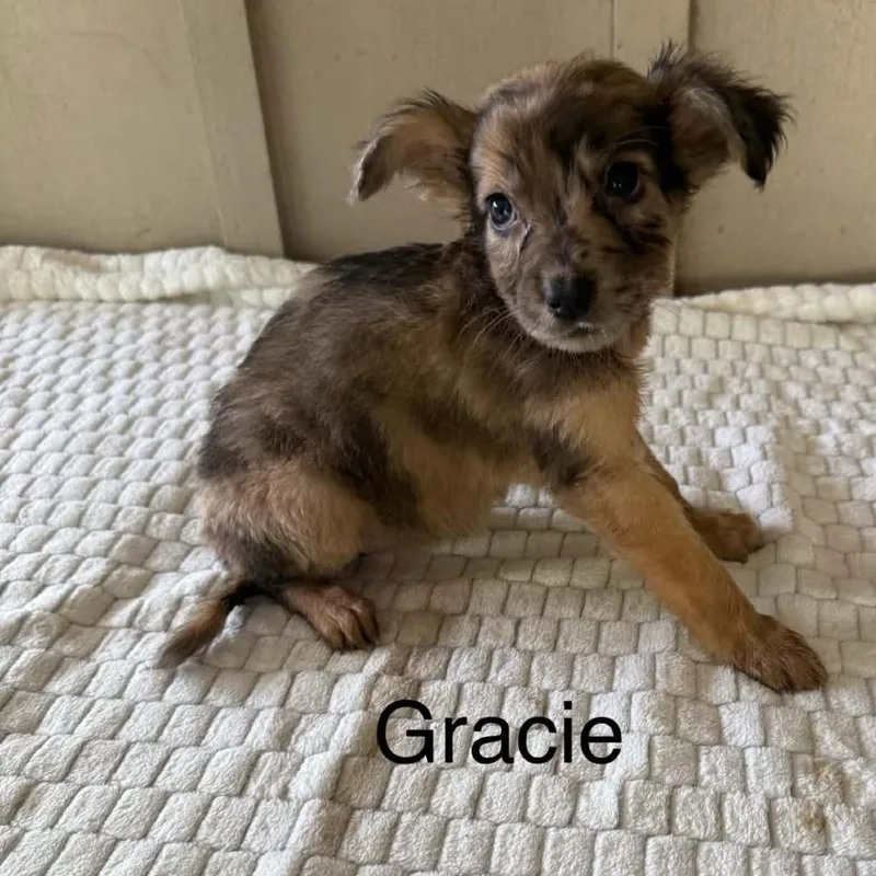 A baby medium-sized female Brown / Chocolate Mixed Breed dog named Gracie for adoption in Alexandria, VA