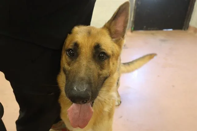 An adult large-sized male Mixed Breed dog named Jameson for adoption in Columbia, SC