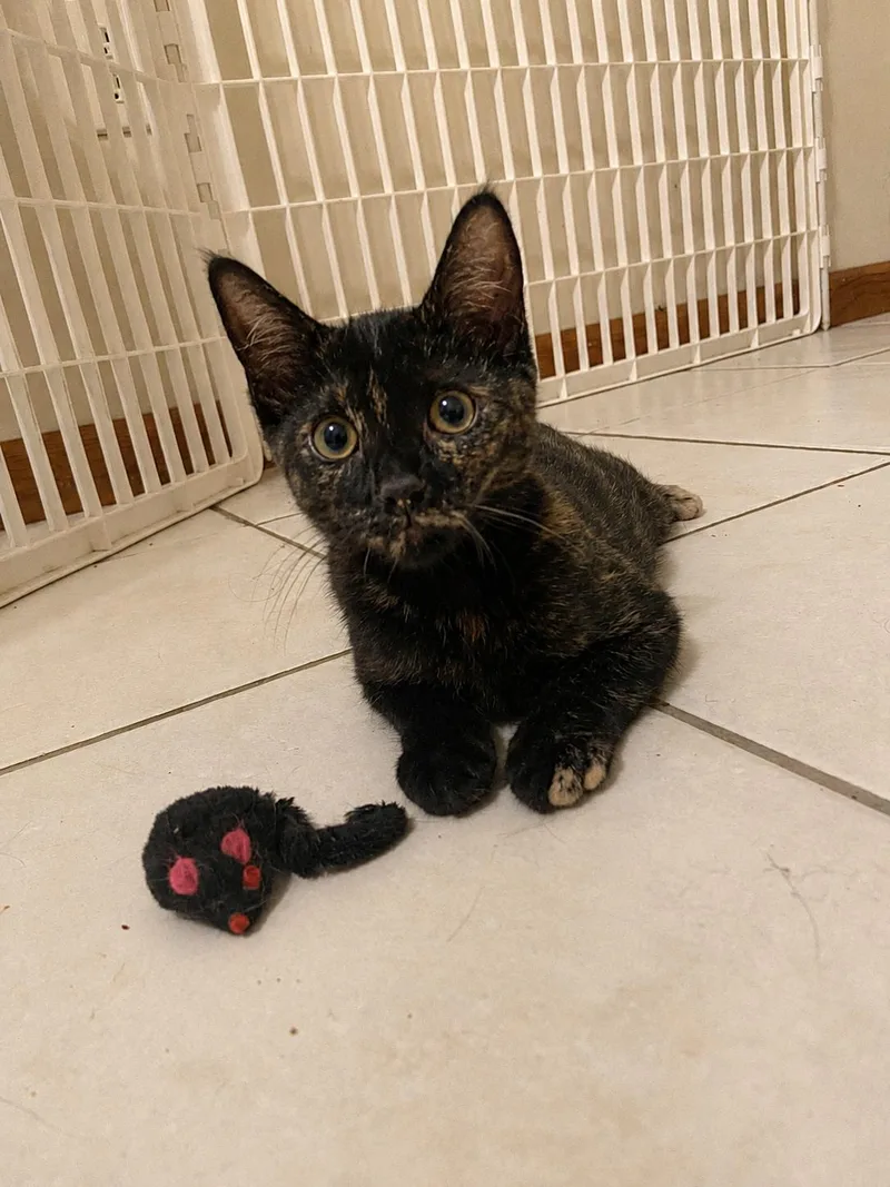 A young medium-sized female Tortoiseshell Domestic Short Hair cat named Nelli for adoption in Belchertown, MA