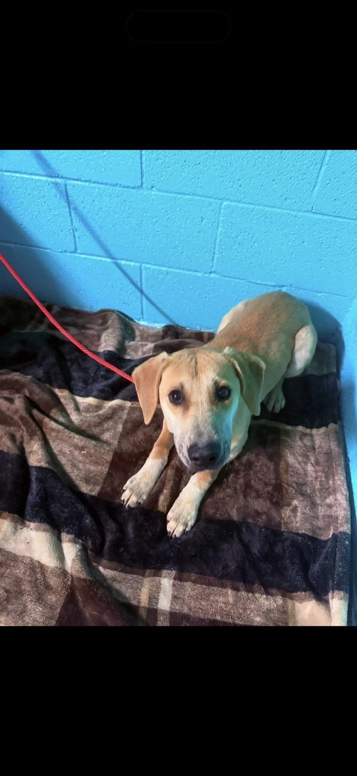 An adult medium-sized male Yellow / Tan / Blond / Fawn Mixed Breed dog named Waffle for adoption in Sunbright, TN