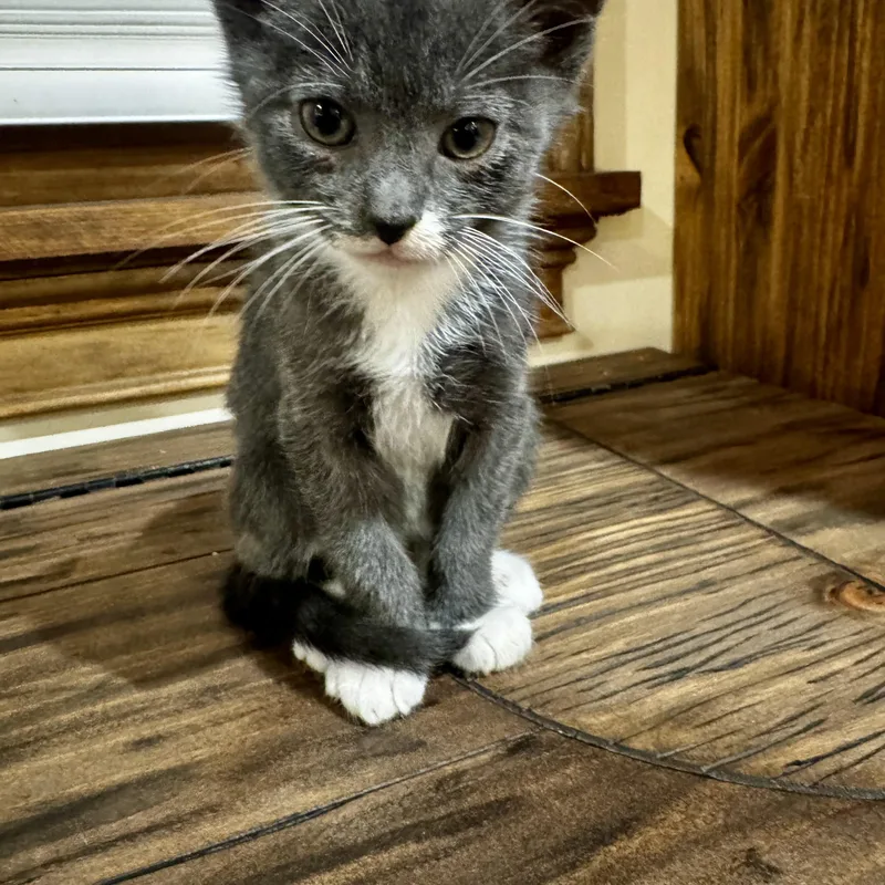 A baby medium-sized male Gray / Blue / Silver Domestic Short Hair cat named Rocky for adoption in Moriches, NY