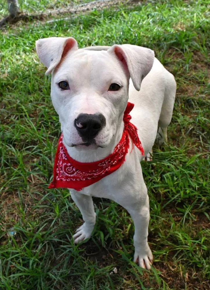 A baby medium-sized male Pit Bull Terrier dog named Sparky A for adoption in Silsbee, TX