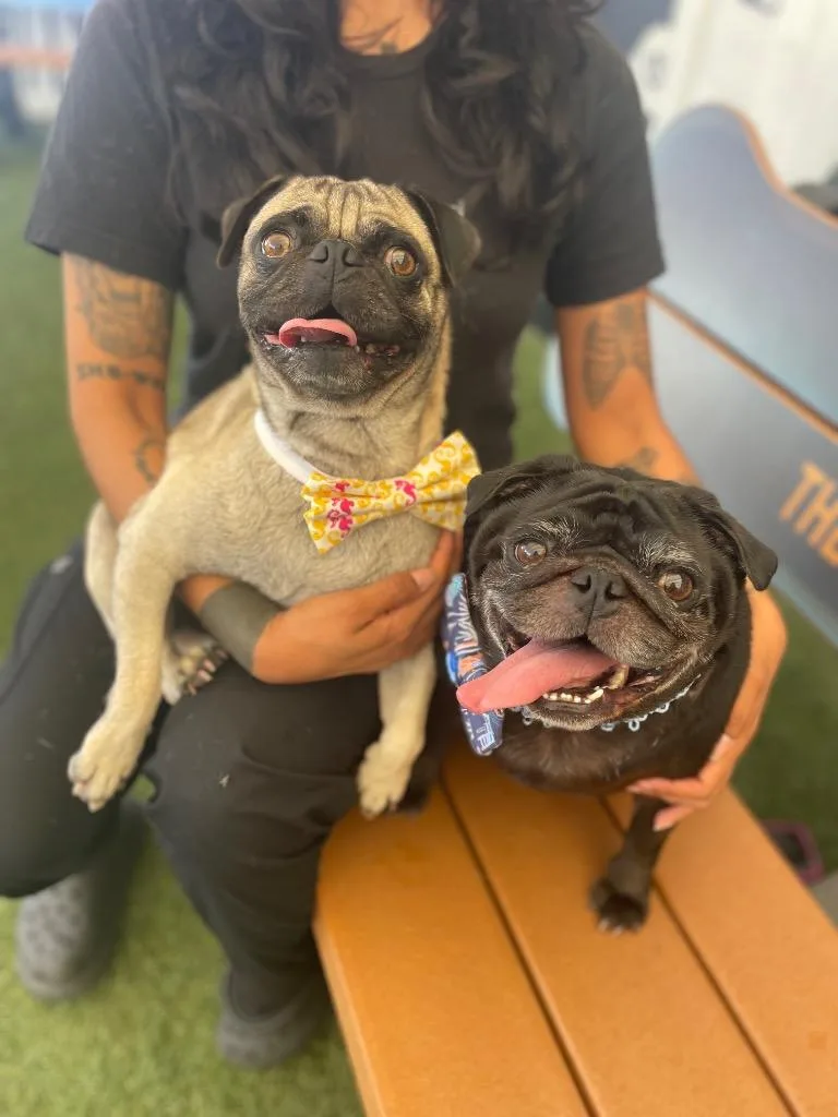 Jabba Bonded To Yoda thumbnail 3