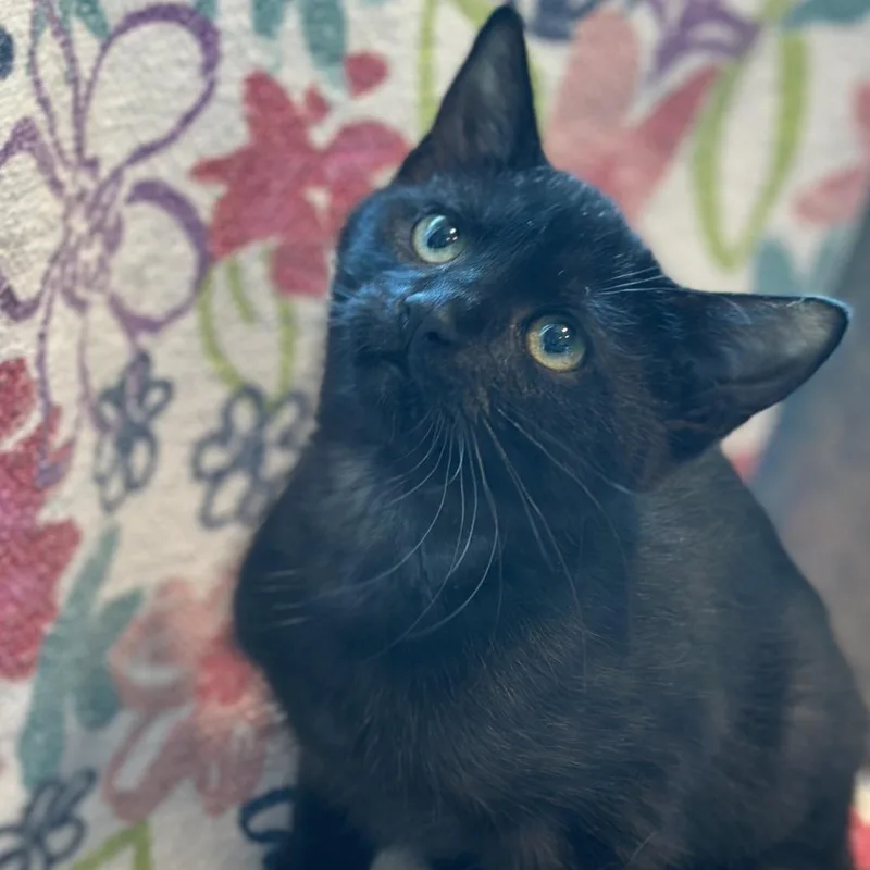 A baby small-sized female Black Domestic Short Hair cat named Cuddlefish for adoption in Matteson, IL