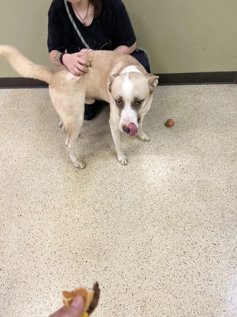 An adult medium-sized male Husky dog named Pikachu for adoption in Muncie, IN