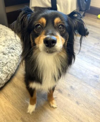 A young medium-sized female Australian Shepherd dog named Cheyanne for adoption in Palm Coast, FL