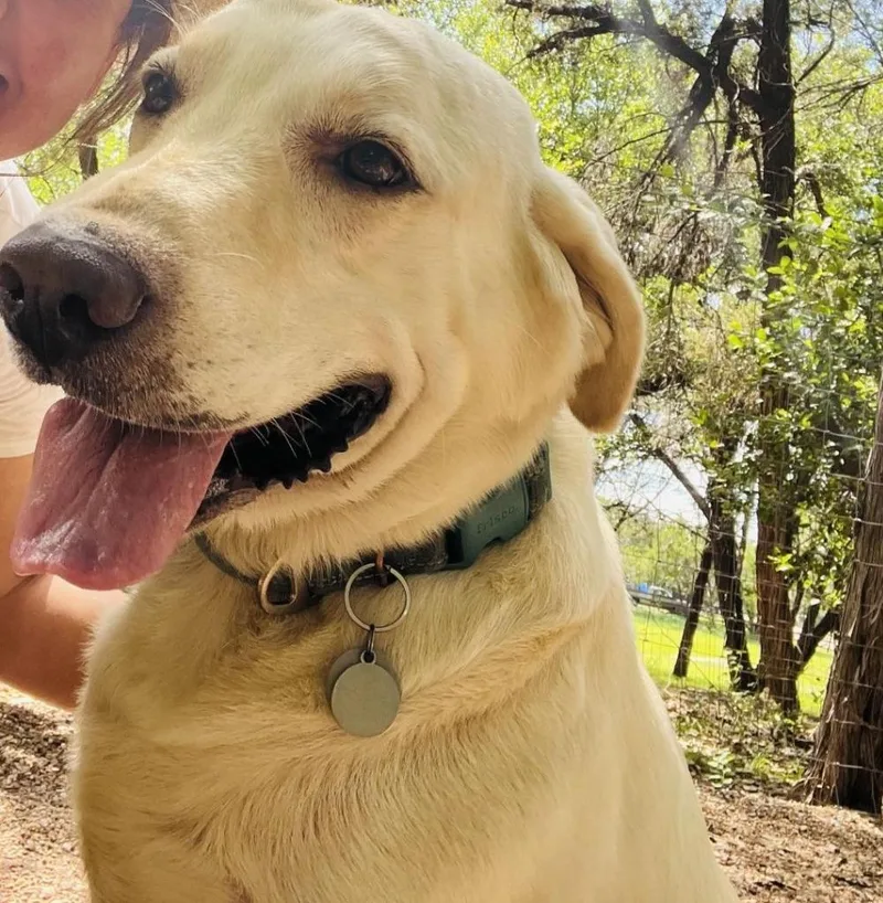 An adult large-sized female Labrador Retriever dog named Elsa for adoption in Austin, TX