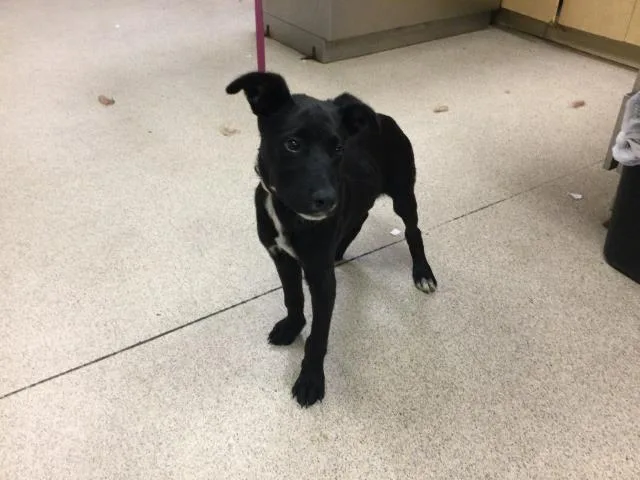 A young small-sized male Shepherd dog named Jet for adoption in Riverside, CA