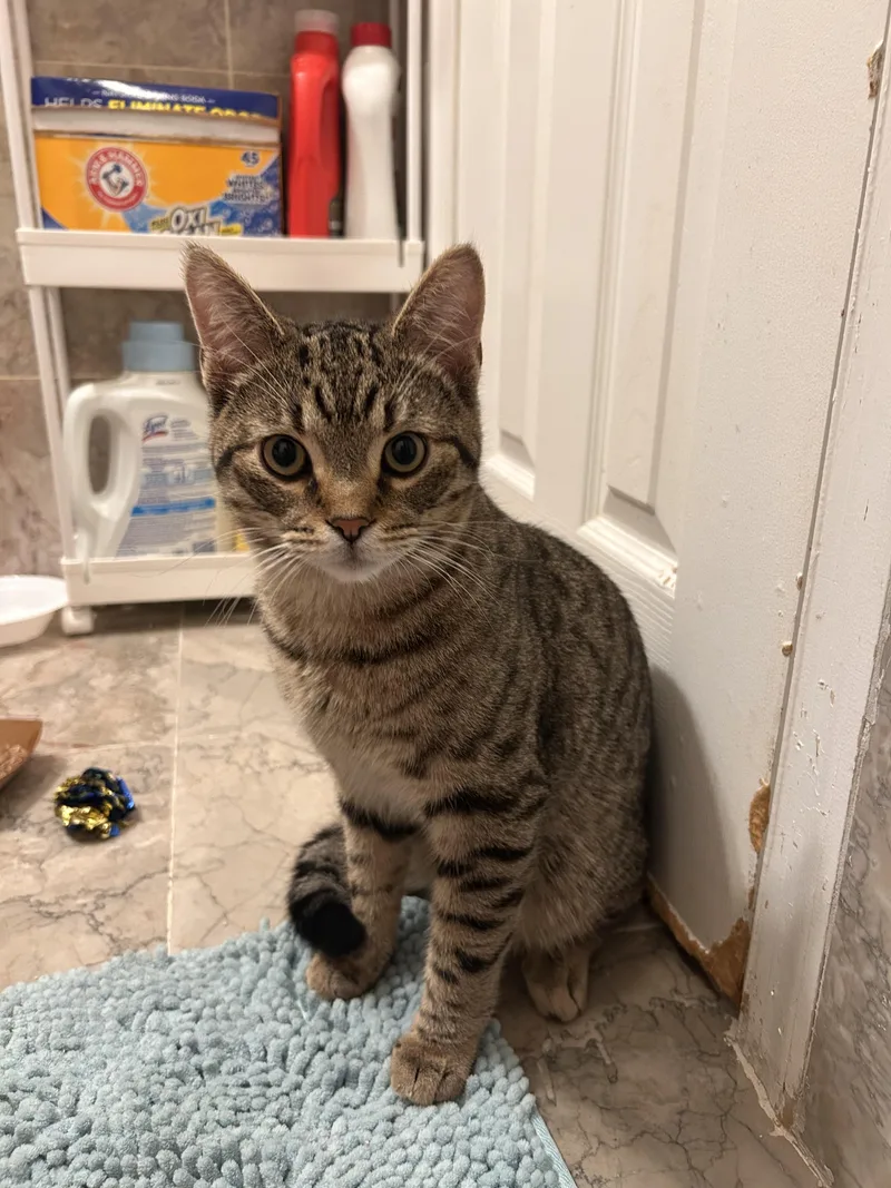 A baby small-sized male Tabby (Brown / Chocolate) Tabby cat named Phantom for adoption in Flushing, NY
